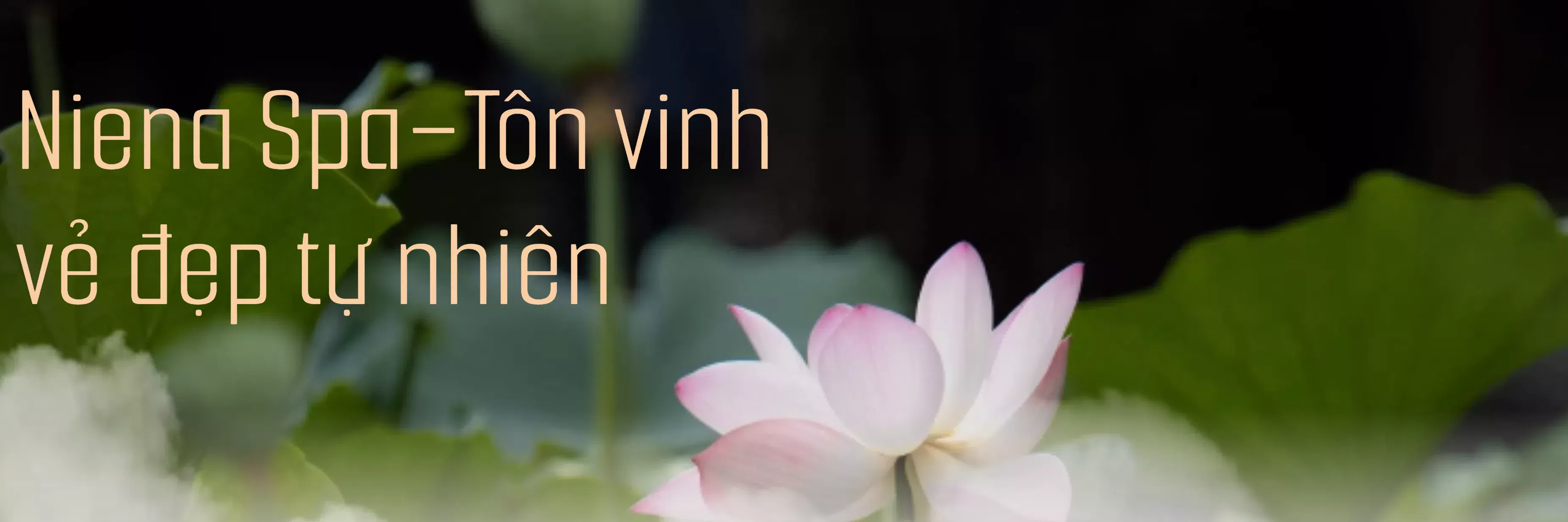 ảnh 1