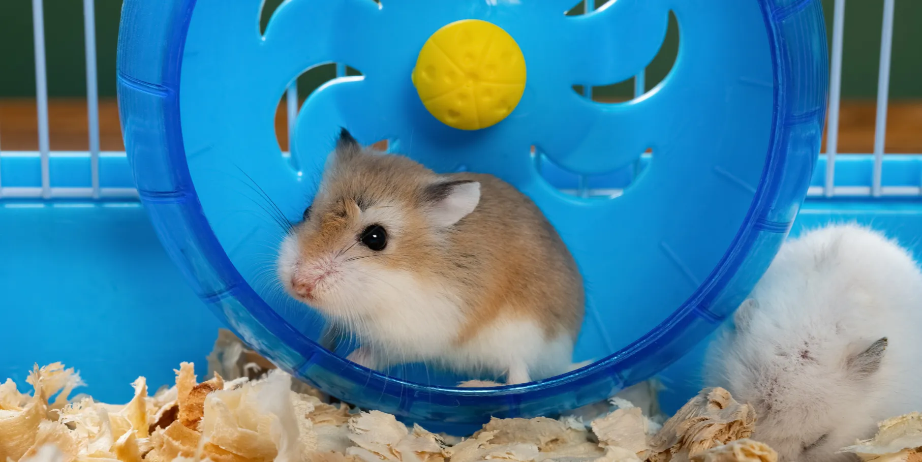 ảnh small 2