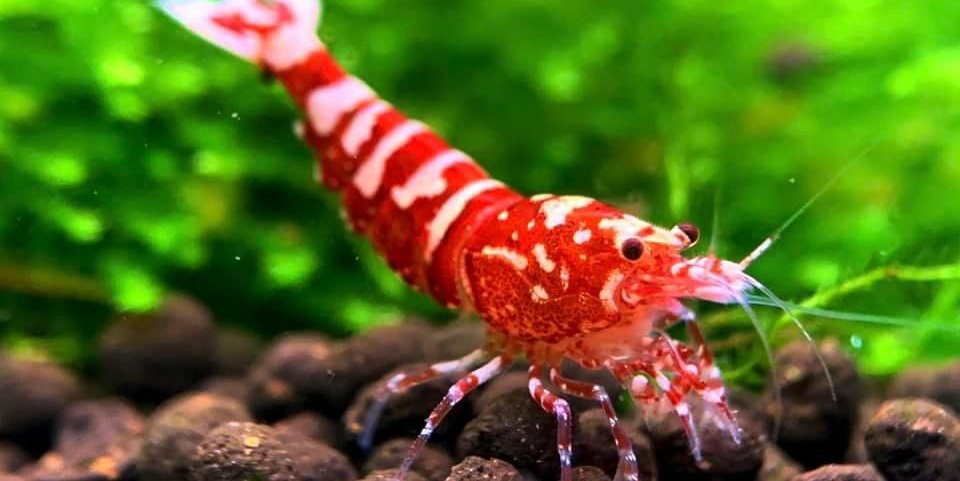 ảnh small 1