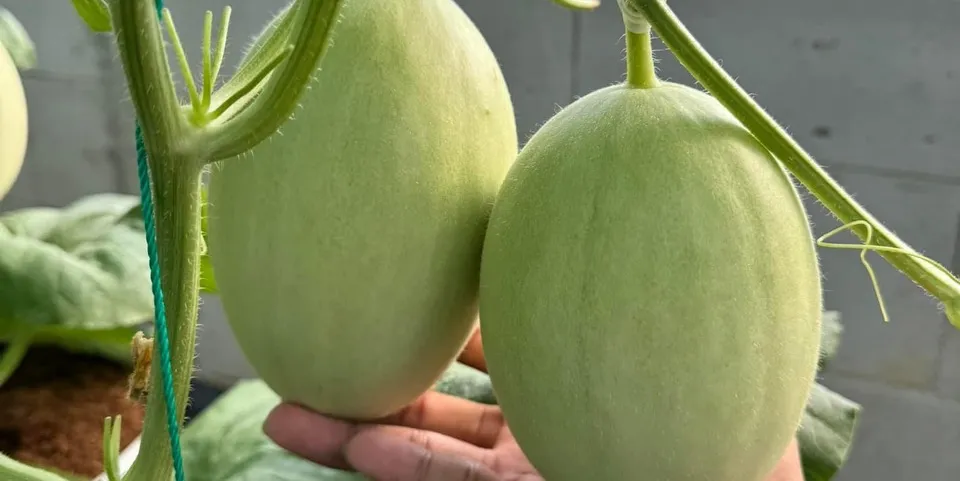 ảnh small 2
