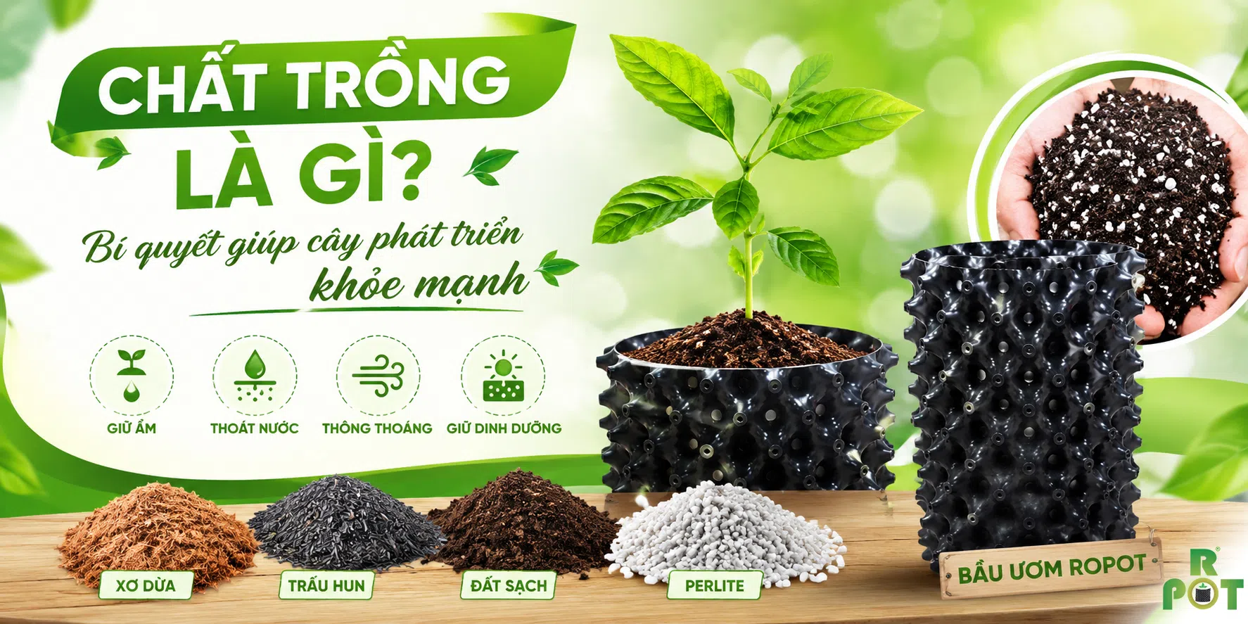 Chất Trồng Là Gì? Bí Quyết Giúp Cây Khỏe Mạnh