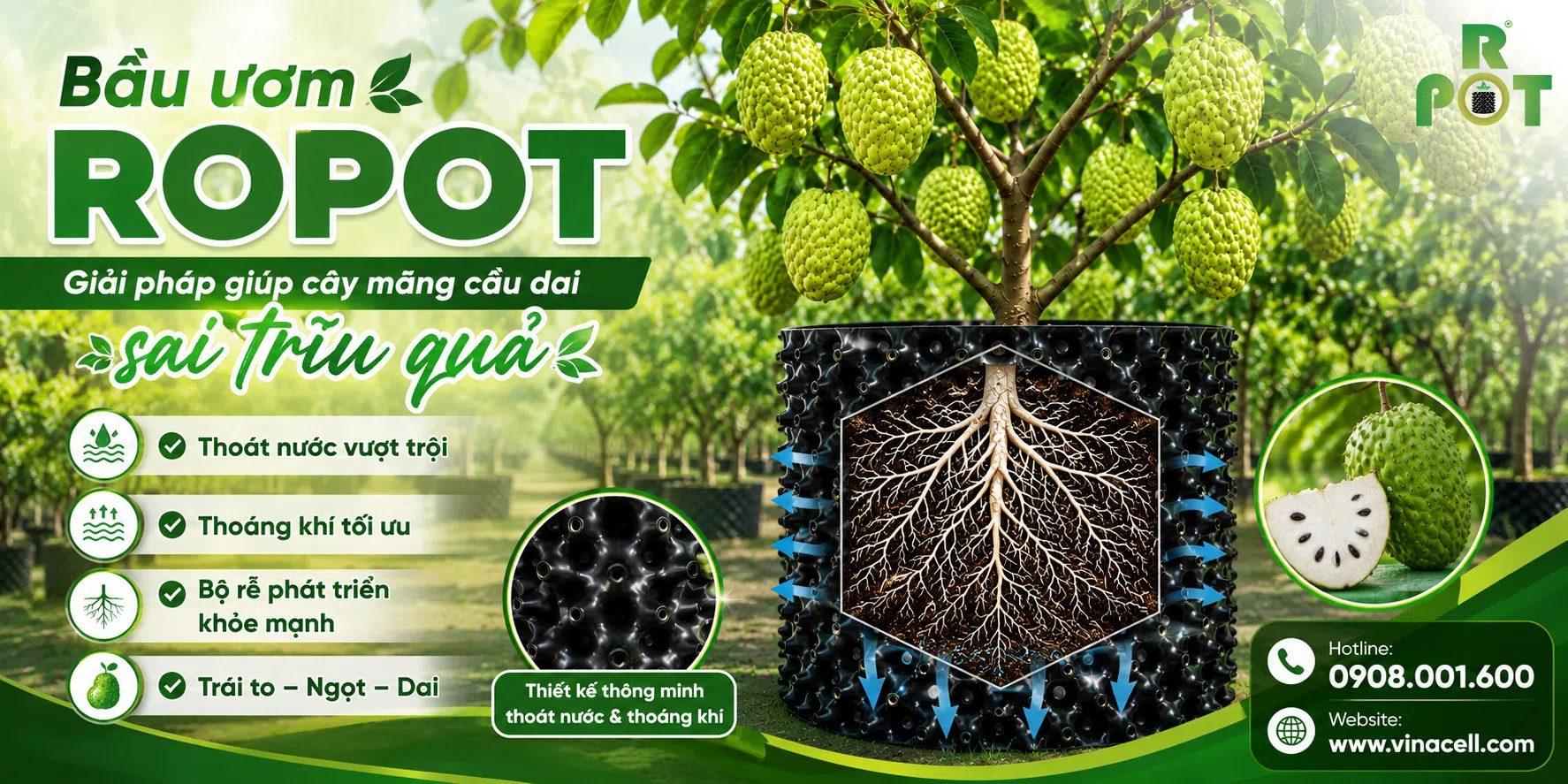 Bầu ươm Ropot – Giải pháp trồng mãng cầu dai sai trĩu quả