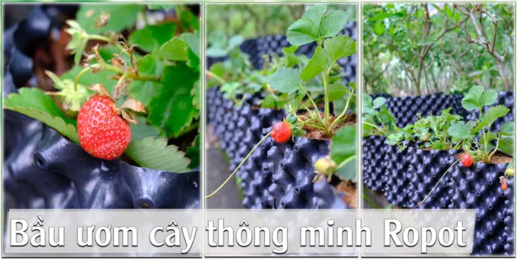 ảnh small 1