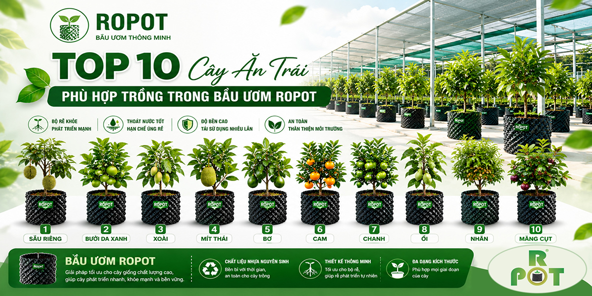Top 10 Cây Ăn Trái Phù Hợp Trồng Trong Bầu Ươm Ropot – Giải Pháp Cho Cây Giống Khỏe, Bộ Rễ Phát Triển Mạnh